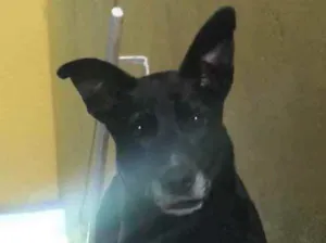 Cachorro raça Srd  idade 4 anos nome Mog