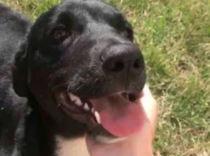 Cachorro raça Srd idade 7 a 11 meses nome Maggie 