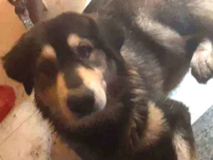 Cachorro raça SRD idade 1 ano nome Lancelot