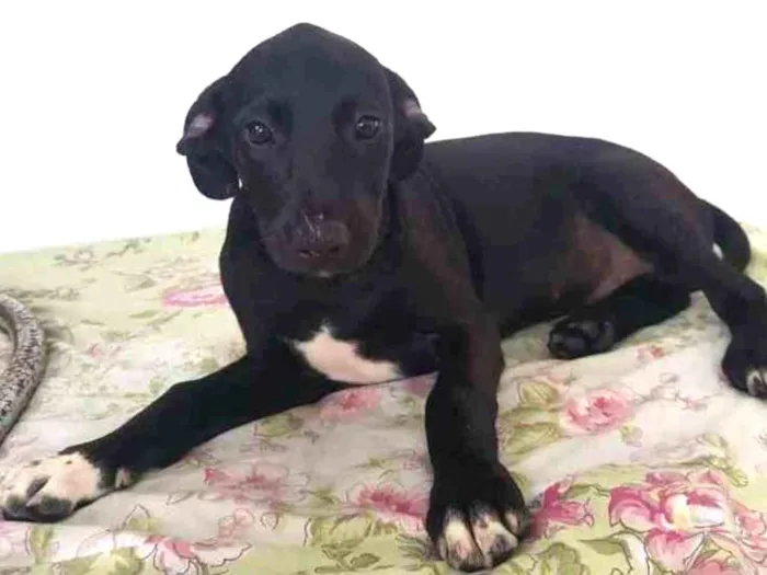 Cachorro ra a SRD idade 2 a 6 meses nome JOSE