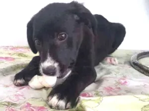 Cachorro raça SRD-ViraLata idade 2 a 6 meses nome JAQUE