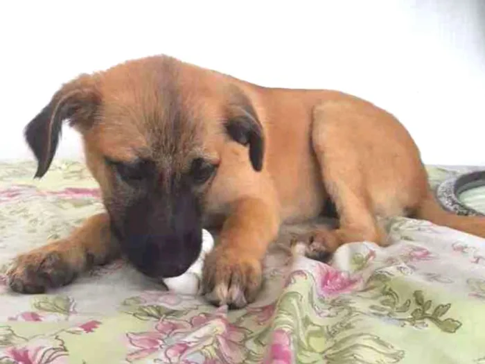 Cachorro raça SRD-ViraLata idade 2 a 6 meses nome JEZEBEL