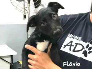 Cachorro raça SRD idade 2 a 6 meses nome FLAVINHA