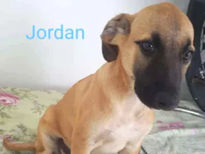 Cachorro raça SRD-ViraLata idade 2 a 6 meses nome JORDAN