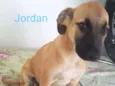JORDAN