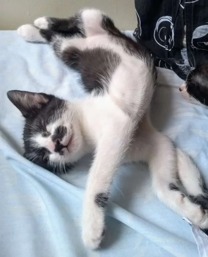 Gato ra a gato frajolinha idade 2 a 6 meses nome Frida