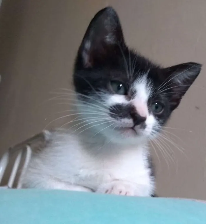Gato ra a gato frajolinha idade 2 a 6 meses nome Frida