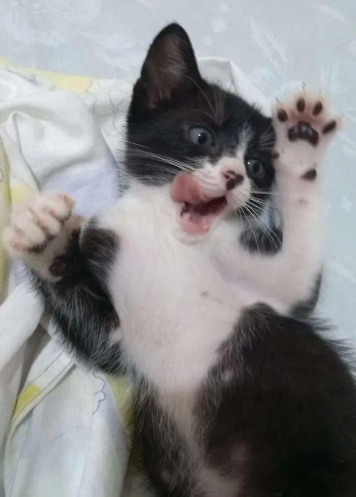 Gato ra a Frajolinha idade 2 a 6 meses nome Pequetita