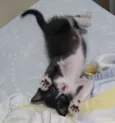 Pequetita