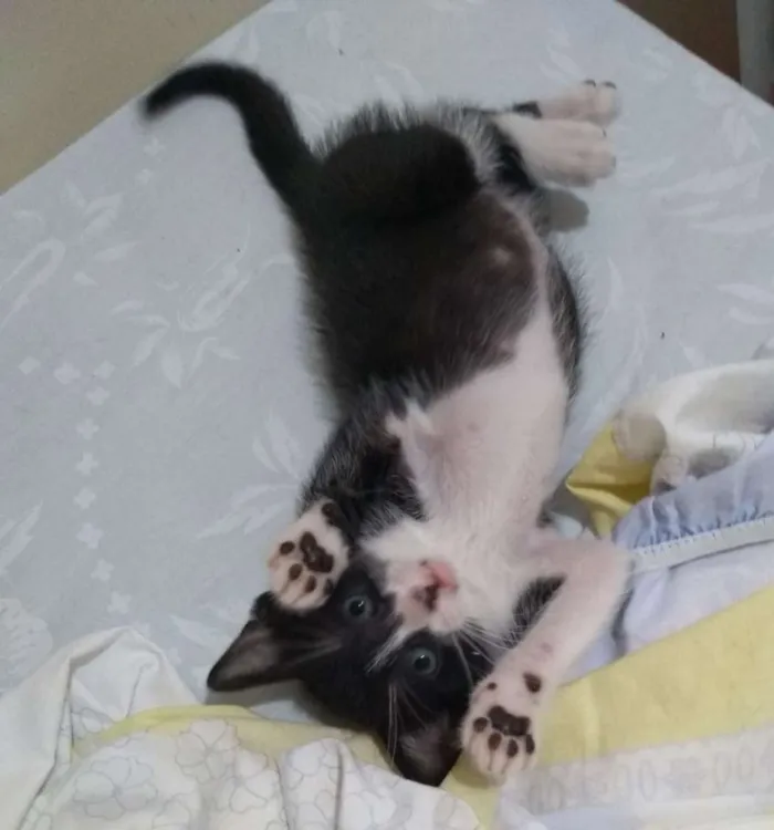 Gato ra a Frajolinha idade 2 a 6 meses nome Pequetita