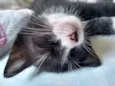 Pequetita
