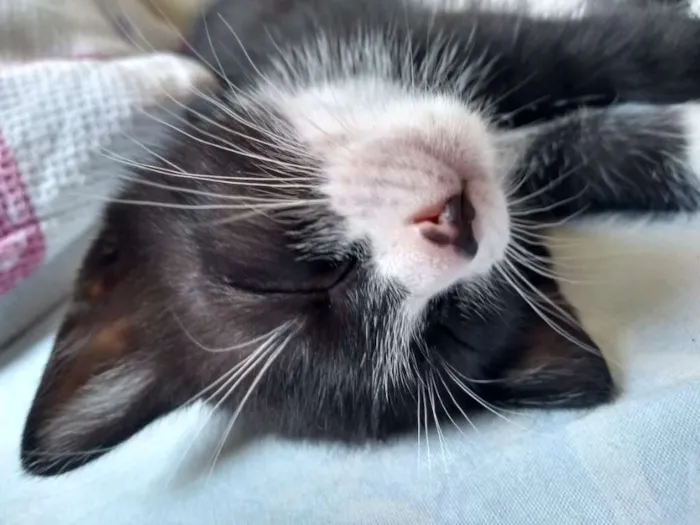 Gato ra a Frajolinha idade 2 a 6 meses nome Pequetita