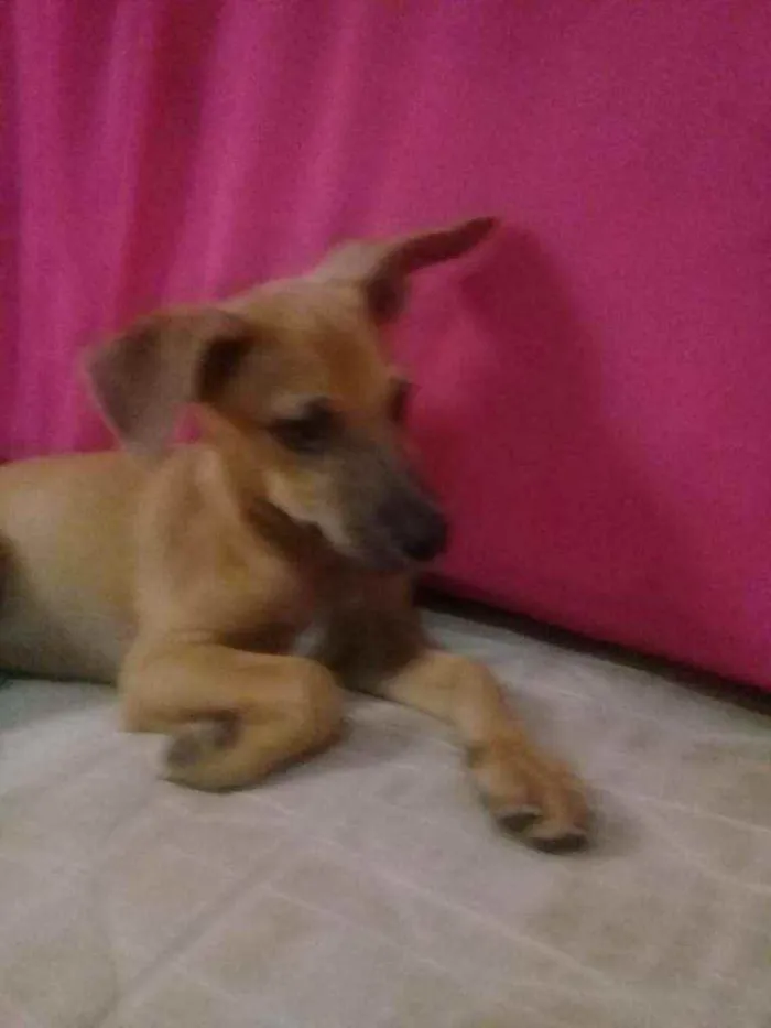 Cachorro ra a Viralata (Sem raça definida) idade 2 a 6 meses nome Sem nome