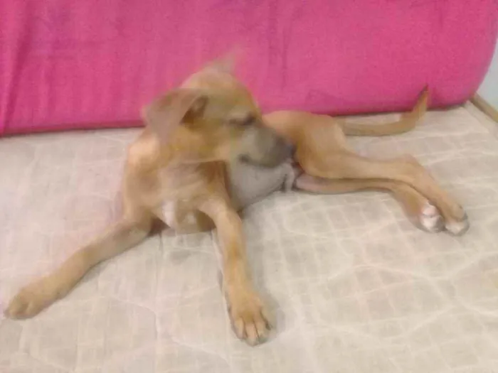 Cachorro ra a Viralata (Sem raça definida) idade 2 a 6 meses nome Sem nome