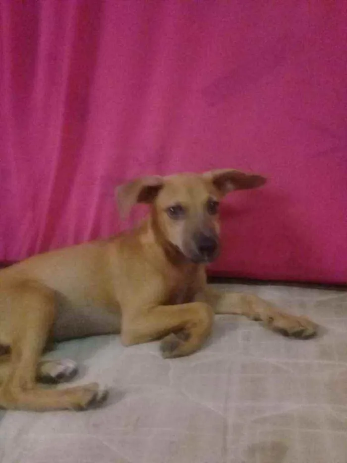 Cachorro ra a Viralata (Sem raça definida) idade 2 a 6 meses nome Sem nome