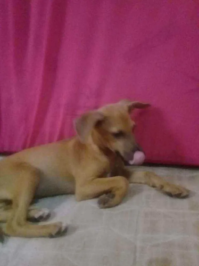 Cachorro ra a Viralata (Sem raça definida) idade 2 a 6 meses nome Sem nome