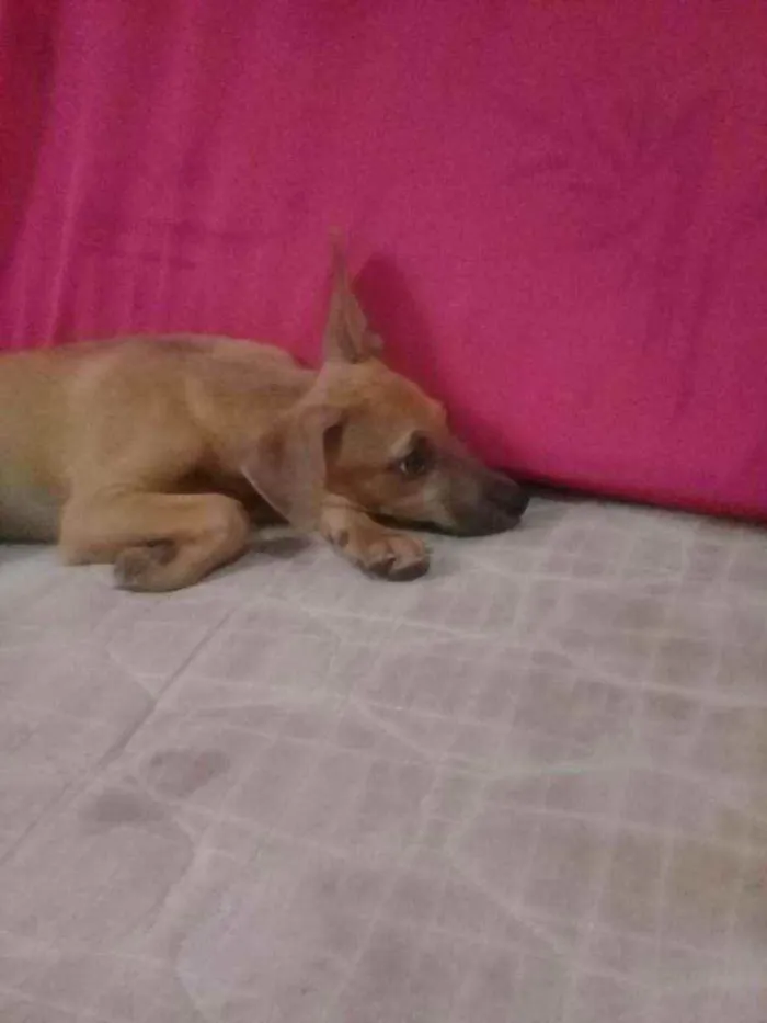 Cachorro ra a Viralata (Sem raça definida) idade 2 a 6 meses nome Sem nome