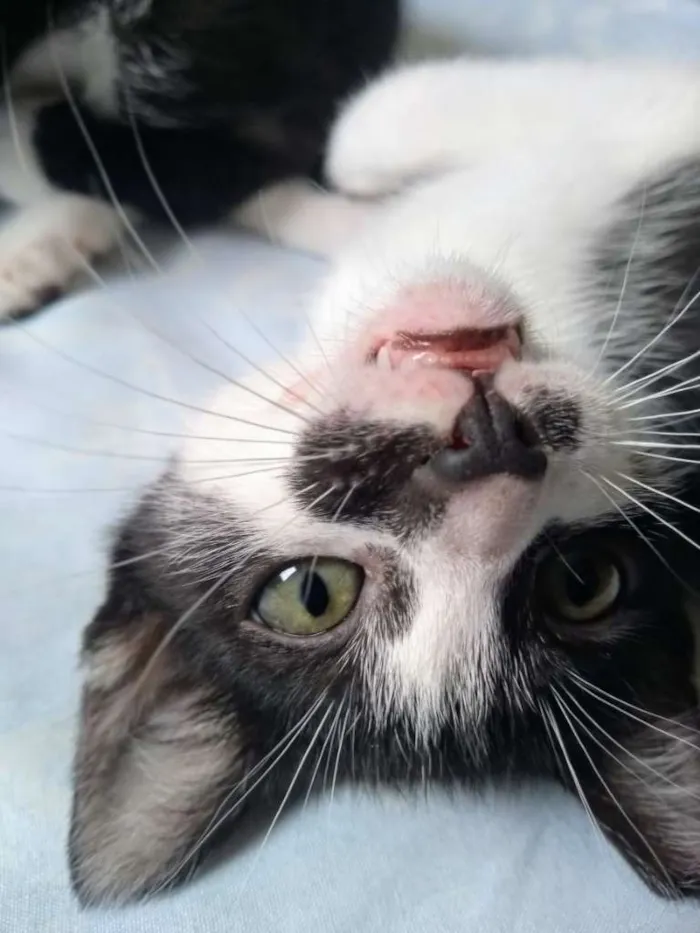 Gato ra a gato frajolinha idade 2 a 6 meses nome Frida