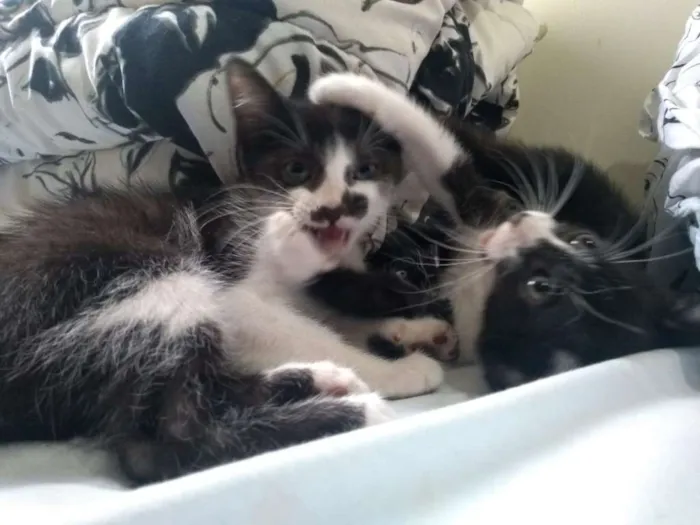 Gato ra a gato frajolinha idade 2 a 6 meses nome Frida