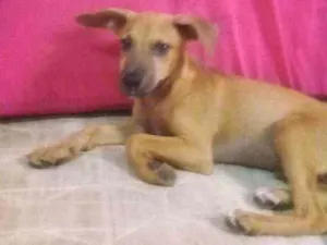 Cachorro raça Viralata (Sem raça definida) idade 2 a 6 meses nome Sem nome