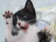 Pequetita