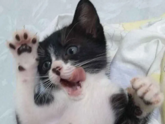 Gato ra a Frajolinha idade 2 a 6 meses nome Pequetita