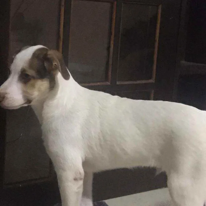 Cachorro ra a Sem raça determinada idade 2 a 6 meses nome Juba