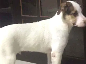 Cachorro raça Sem raça determinada idade 2 a 6 meses nome Juba