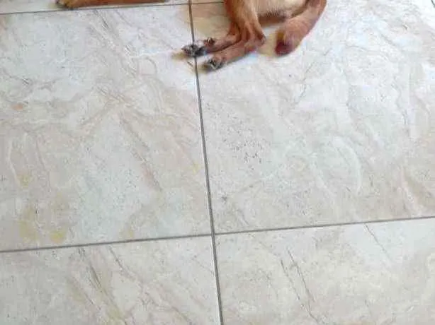 Cachorro ra a Vira lata idade Abaixo de 2 meses nome Thor