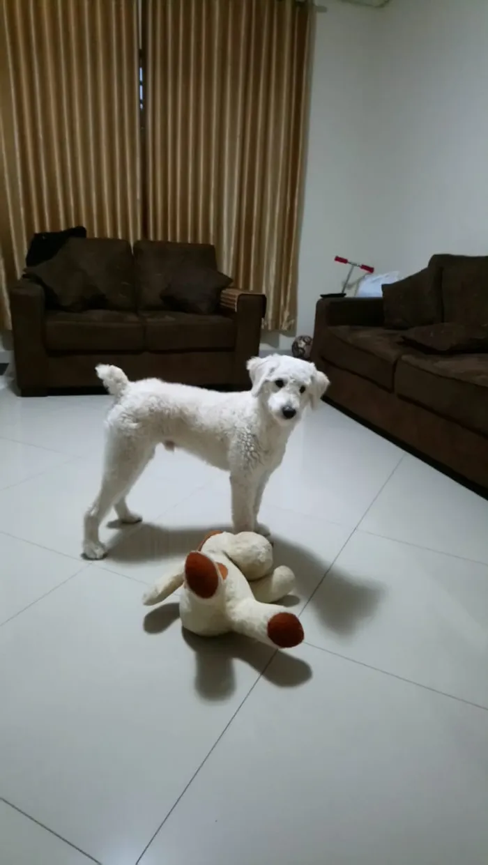 Cachorro ra a SRD (poodle)  idade 1 ano nome Boby