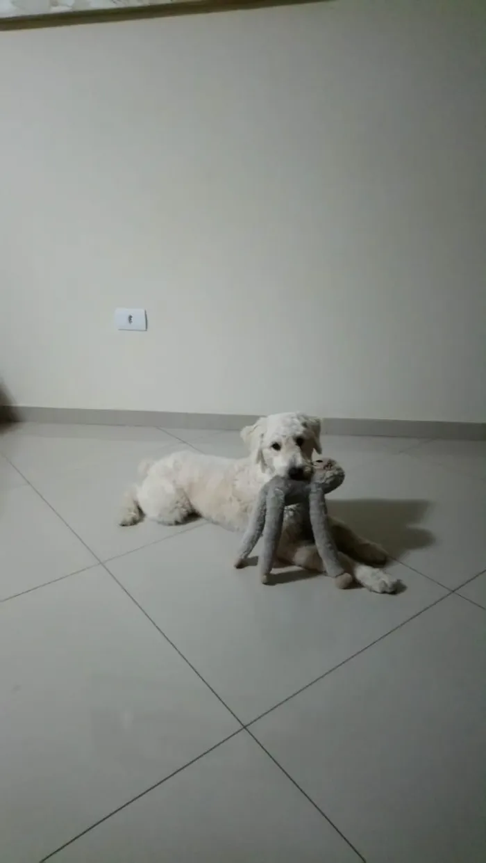 Cachorro ra a SRD (poodle)  idade 1 ano nome Boby
