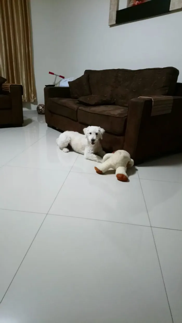 Cachorro ra a SRD (poodle)  idade 1 ano nome Boby
