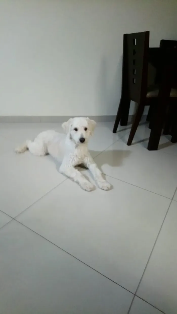 Cachorro ra a SRD (poodle)  idade 1 ano nome Boby