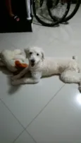 Boby