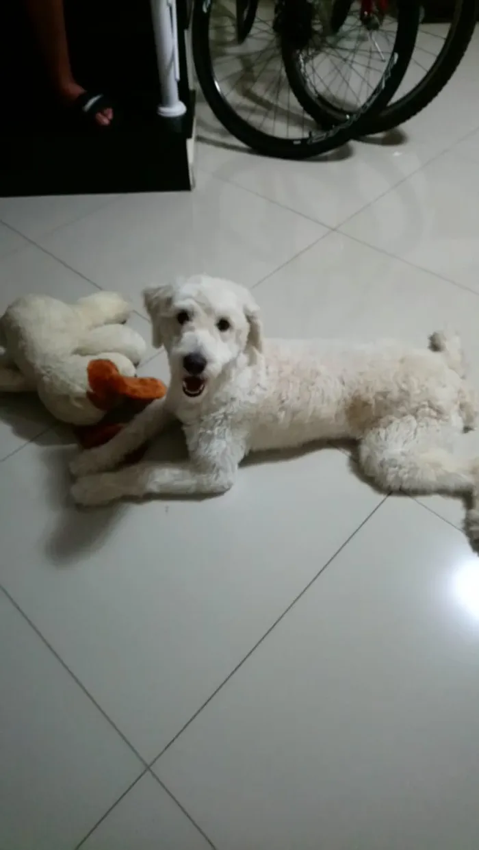 Cachorro ra a SRD (poodle)  idade 1 ano nome Boby