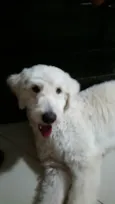 Boby