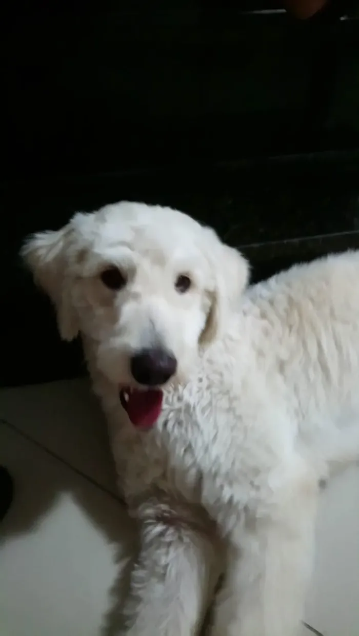 Cachorro ra a SRD (poodle)  idade 1 ano nome Boby
