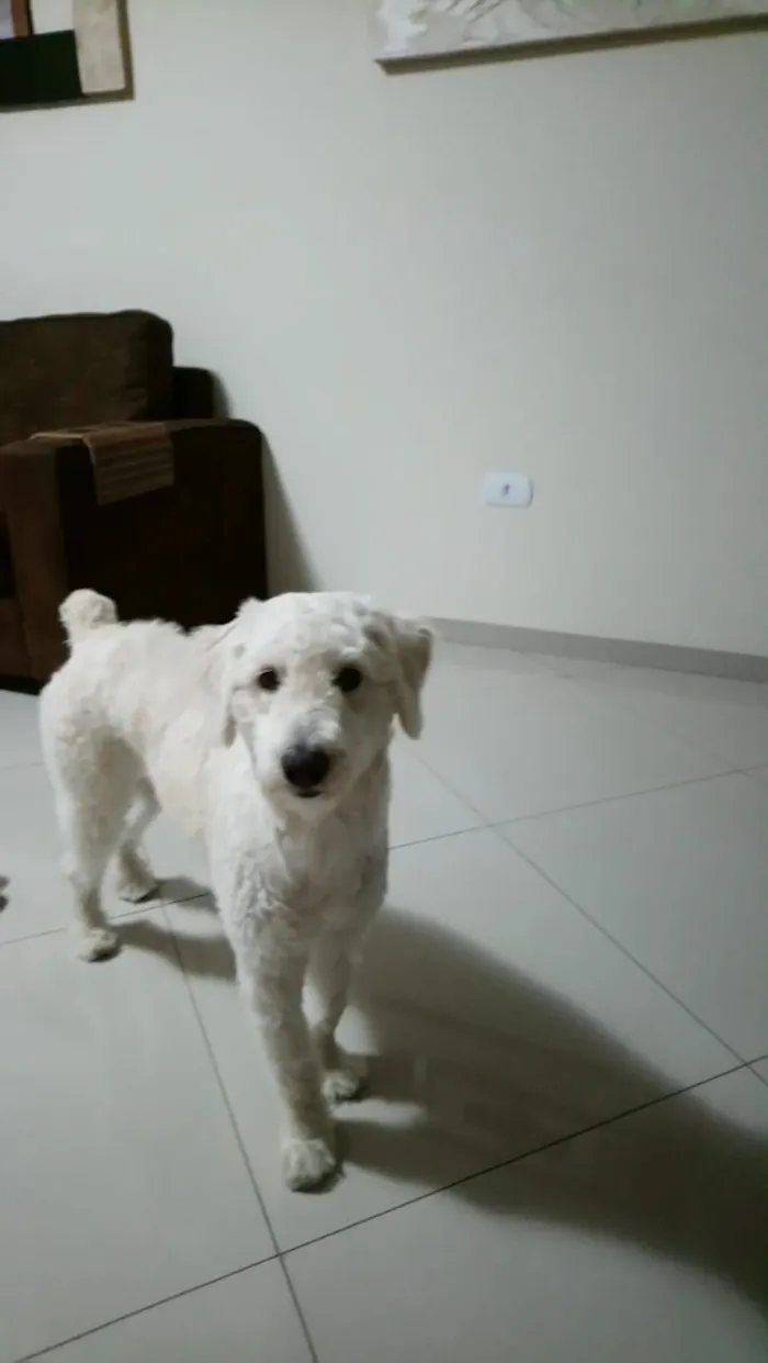Cachorro ra a SRD (poodle)  idade 1 ano nome Boby