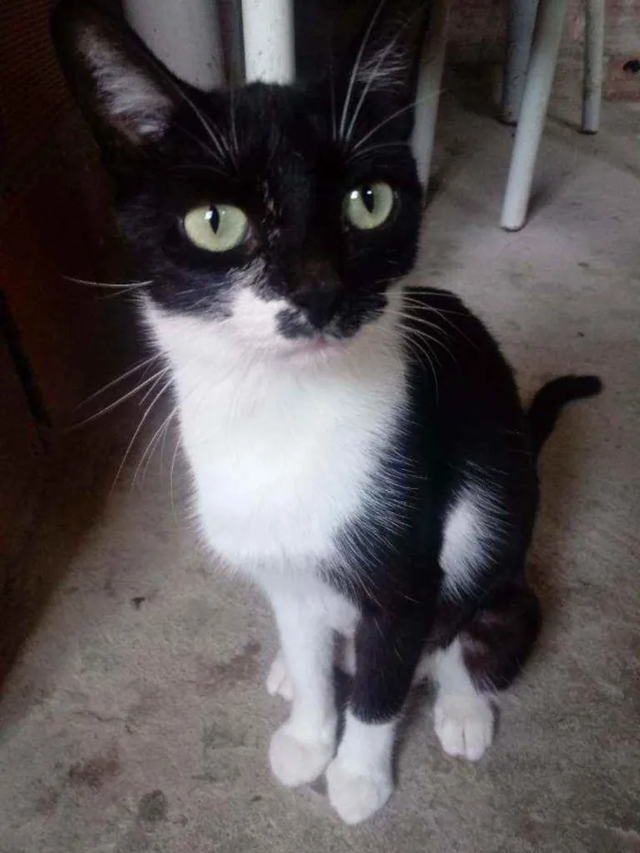 Gato raça Srd idade 2 a 6 meses nome Melod