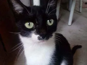 Gato raça Srd idade 2 a 6 meses nome Melod
