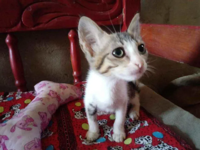 Gato raça Srd idade 2 a 6 meses nome Mirela