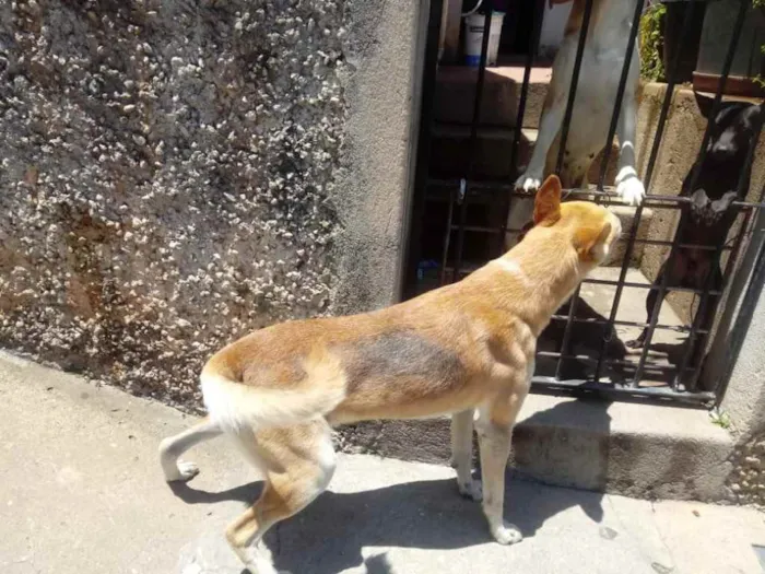 Cachorro ra a Srd idade 1 ano nome Trovão bonzinho