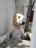 Trovão bonzinho