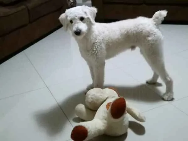 Cachorro ra a SRD (poodle)  idade 1 ano nome Boby