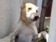 Trovão bonzinho