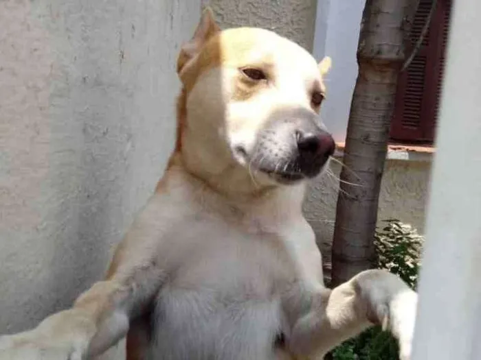 Cachorro ra a Srd idade 1 ano nome Trovão bonzinho