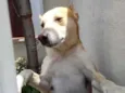 Trovão bonzinho