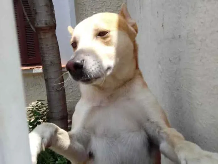 Cachorro ra a Srd idade 1 ano nome Trovão bonzinho