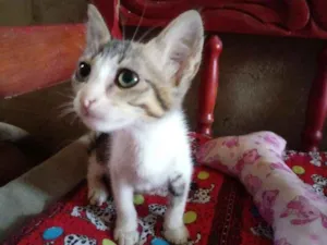 Gato raça Srd idade 2 a 6 meses nome Mirela