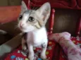 Mirela